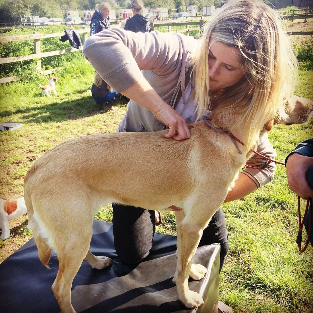 Adjusting a dog