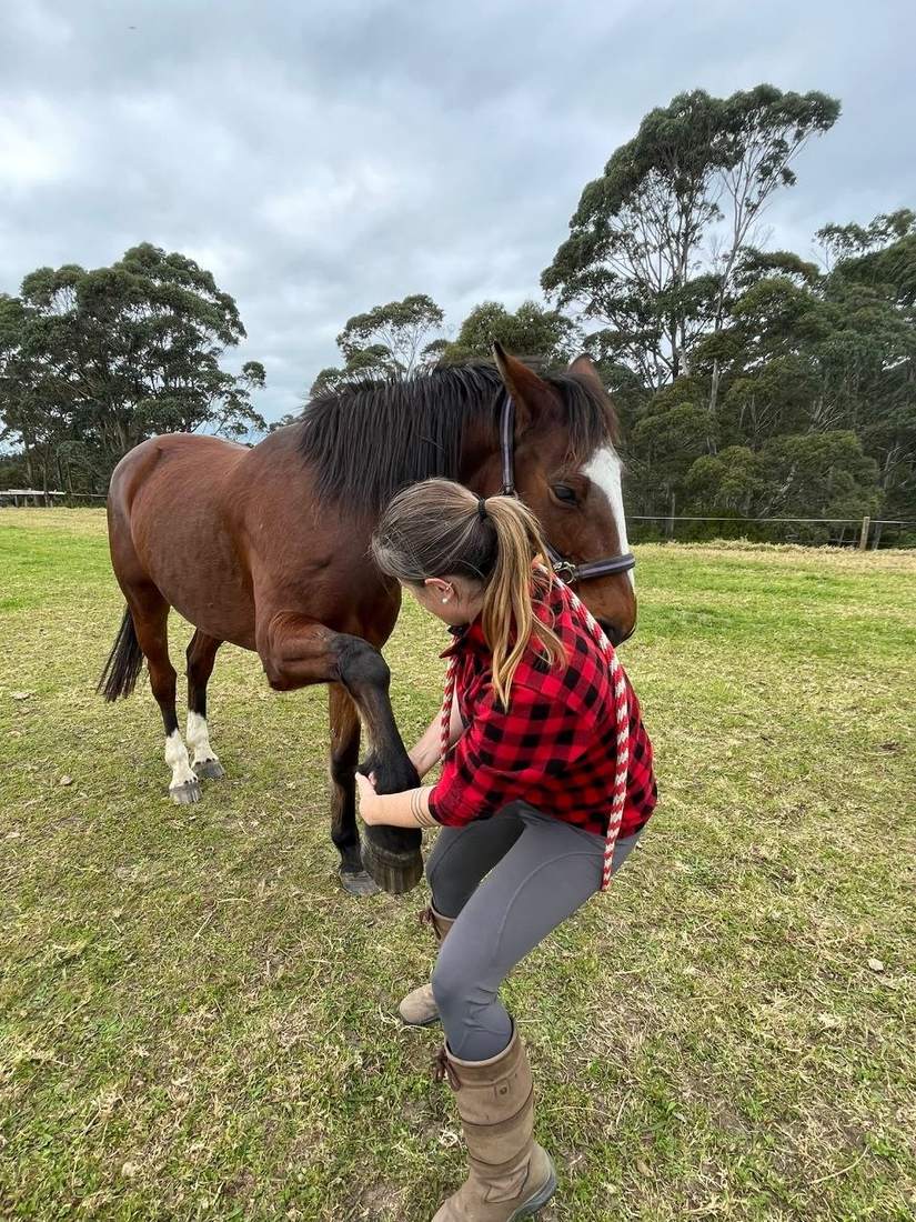 Dr Kelly checking a horse's hind leg